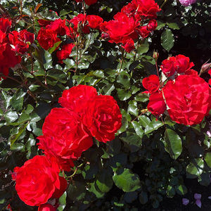 Meet your Posher, Tabitha